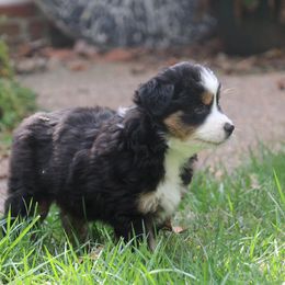 Beryl - Black tri male Miniature Australian Shepherd puppy in Philpot, Kentucky from MarLoWin Aussies