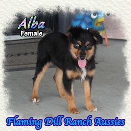 Alba - Black tri female Miniature Australian Shepherd puppy in Forestburg, Texas from Flaming Dill Ranch Aussies