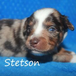 Stetson - Red merle male Miniature American Shepherd puppy in Godley, Texas from Flying H Toy and Mini Aussies