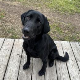 Teeter - Labrador Retriever
