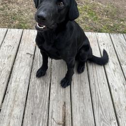 Teeter - Labrador Retriever