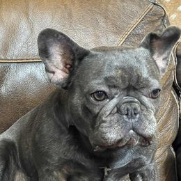 Chloe - French Bulldog