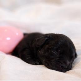 Miniature Schnauzer Puppies from Schnauzers by the Lake