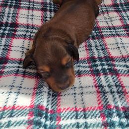 Pippys sable girl - Sable female Dachshund puppy in Barre, Massachusetts from Central Mass Dachshunds