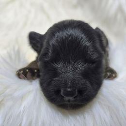 Mexi-Nugget (Yellow Collar) - Black and red male German Shepherd puppy in Gig Harbor, Washington from Crescent Lake Shepherds