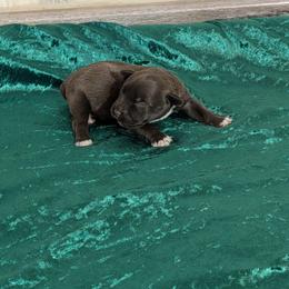 Hershey - Liver male Miniature Schnauzer puppy in Lufkin, Texas from Texas Lil Cowdogs