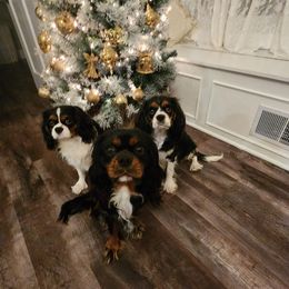 Cavalier King Charles Spaniels from Country Creek Cavaliers