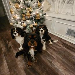 Cavalier King Charles Spaniels from Country Creek Cavaliers