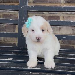 Holly - Yellow and white female Bernedoodle puppy in Cartersville, Georgia from Simply Blessed Doodles