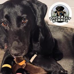 Labrador Retriever puppies from DuckAlly Kennel