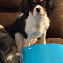 JoJo - Cavalier King Charles Spaniel