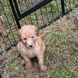 W25 Female Lime Collar - Red  female Goldendoodle puppy in Cape Coral, Florida from GoldenDoodles Cape Coral
