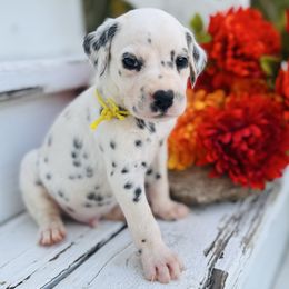 Yellow collar - White and black male Dalmatian puppy in Westhoff, Texas from Smart Dalmatians