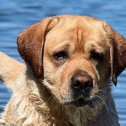 Labrador Retrievers from Ledge Hill Labradors