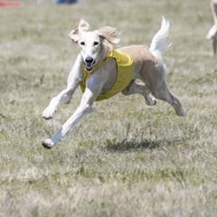 Salukis from Ayala Salukis