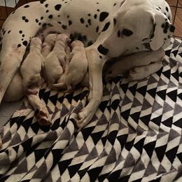 Dalmatian Puppies from Dalmatian Creation