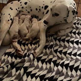 Dalmatian Puppies from Dalmatian Creation