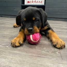 Rottweiler Puppies from Von Der Hing Rottweilers