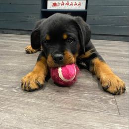 Rottweiler Puppies from Von Der Hing Rottweilers