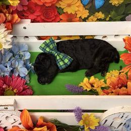 Green - Black male Poodle puppy in Houma, Louisiana from Smart Azz Poodles