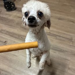 Foxy - Sable female Poodle puppy in Cameron, Oklahoma from PinePoint Poodles