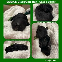 Black Blue Green Collar Boy - Blue male Poodle puppy in Charlo, Montana from Heavenly Hilltop Farm