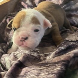 Girl 2 - Bulldog puppy in Fort Wayne, Indiana from Big Time Bulldogs