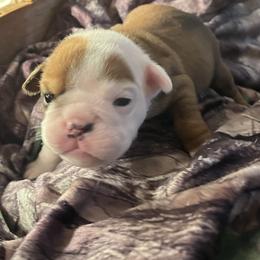Girl 2 - Bulldog puppy in Fort Wayne, Indiana from Big Time Bulldogs