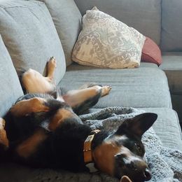 Australian Cattle Dog Puppies from SB Heelers Cattle Dogs and Performance Horses