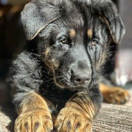 Boy 4 - male German Shepherd puppy in Brooksville, Florida from Kennel: Von Stephan Max Shepherds/Partner at Euro-American K-9
