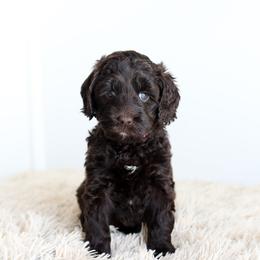 Pink - Chocolate female Australian Labradoodle puppy in Williamstown, New York from Lewis Manor Labradoodles