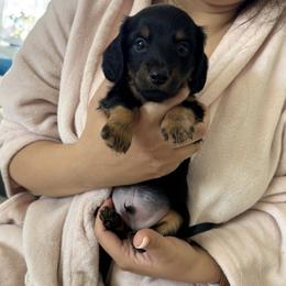 Sammy - Dachshund