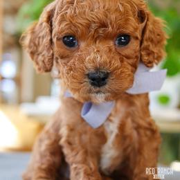 Huck - Red male Cavapoo puppy in Salado, Texas from Red Ranch Dogs