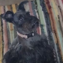 Miniature Schnauzers and Pembroke Welsh Corgis from Wooten Farm