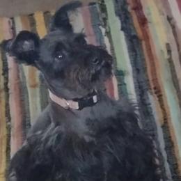 Miniature Schnauzers and Pembroke Welsh Corgis from Wooten Farm