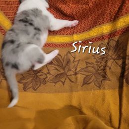 Siruis - Blue merle white and tan male Collie puppy in Mattoon, Illinois from Gold Leaf Collies