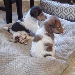 Winter - White and tan Wire Fox Terrier puppy in Durham, North Carolina from Birchhurst NC Kennels