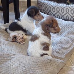 Winter - White and tan Wire Fox Terrier puppy in Durham, North Carolina from Birchhurst NC Kennels