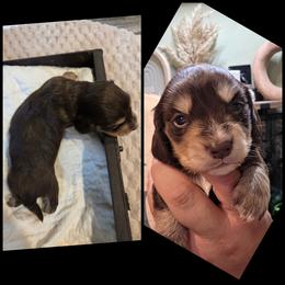 Chocolate - Chocolate and cream male Dachshund puppy in Panama City Fl, Florida from Southern Bliss Doxies