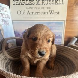 Yellow - Golden male Golden Retriever puppy in Leadore, Idaho from Gunsight Goldens