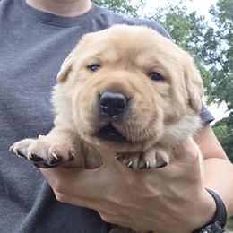 Yellow Male - Yellow male Labrador Retriever puppy in Andrews, South Carolina from Leyland Cypress Retrievers