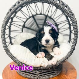 Venice - Tri-color female Bernedoodle puppy in West Haven, Utah from Split Mountain Doodles