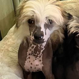 Fiyero - Apricot male Chinese Crested puppy in Ocala, Florida from Sommer Standards & Chinese Cresteds