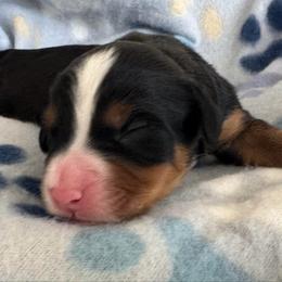 Lord Anthony - Tri-color male Bernedoodle puppy in Forsyth, Illinois from Birdies Mini Bernedoodles