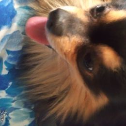 Cj - Pomeranian