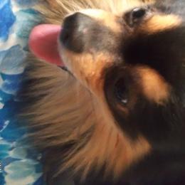 Cj - Pomeranian