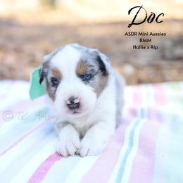 Doc BMM - Blue merle male Miniature Australian Shepherd puppy in Nacogdoches, Texas from TK Standard, Mini, & Toy Aussies
