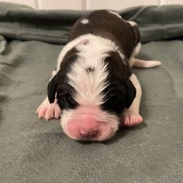 Light Pink female - Red and white female Saint Bernard puppy in Albany, Georgia from Magnolia Saint Bernards