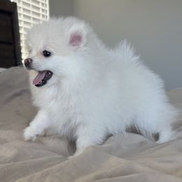 I call her Sophies mini - White female Pomeranian puppy in Las Vegas, Nevada from Pomeranian Puppies