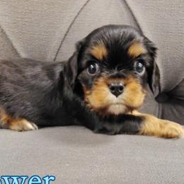 Flower - Black and tan male Cavalier King Charles Spaniel puppy in Rockville, Maryland from Skais the Limit